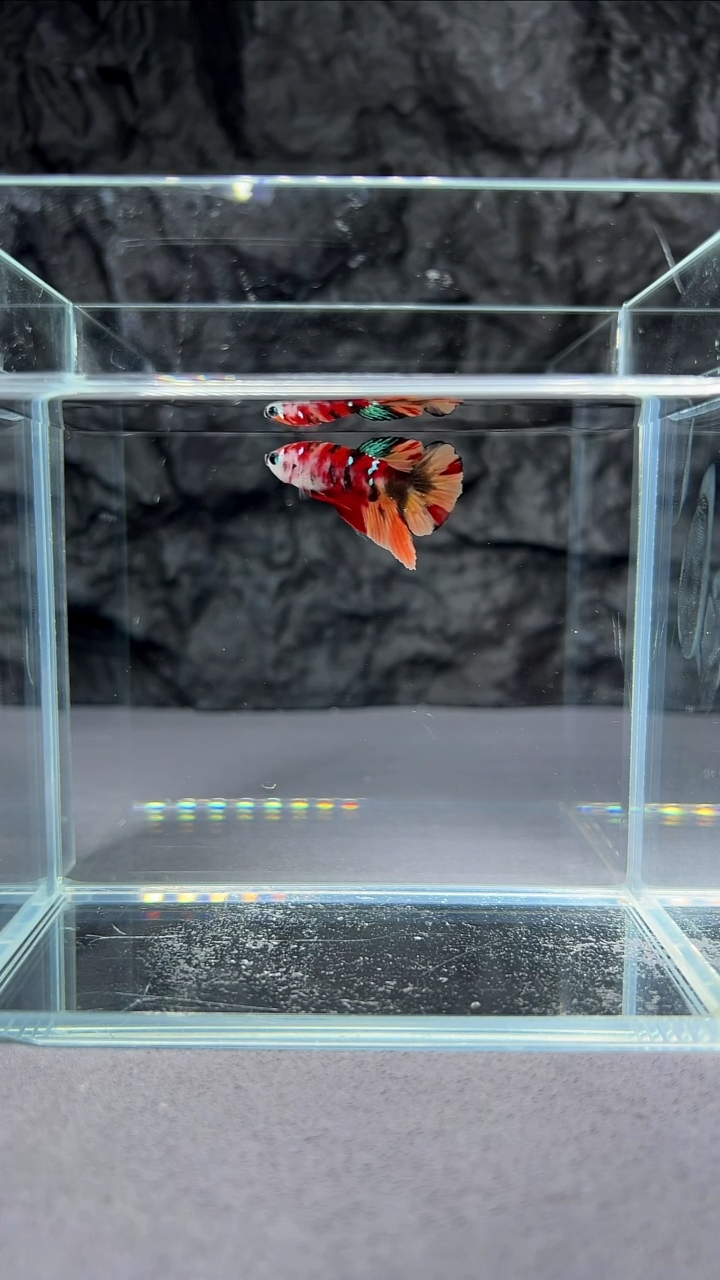 斗鱼竞拍链接S005