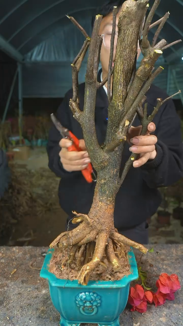 【闪购商品】三角梅老桩以实物为准图片仅供参考38