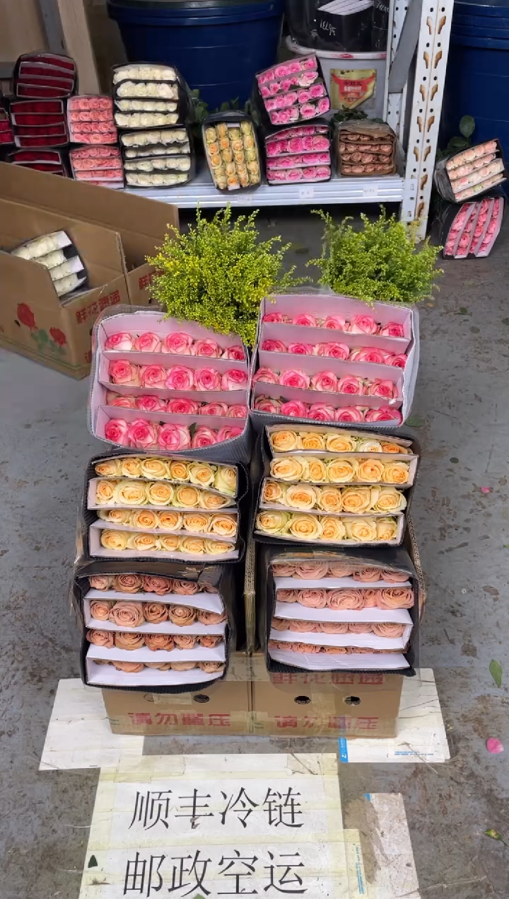 卡布20枝+香槟20枝+艾沙20枝+黄莺