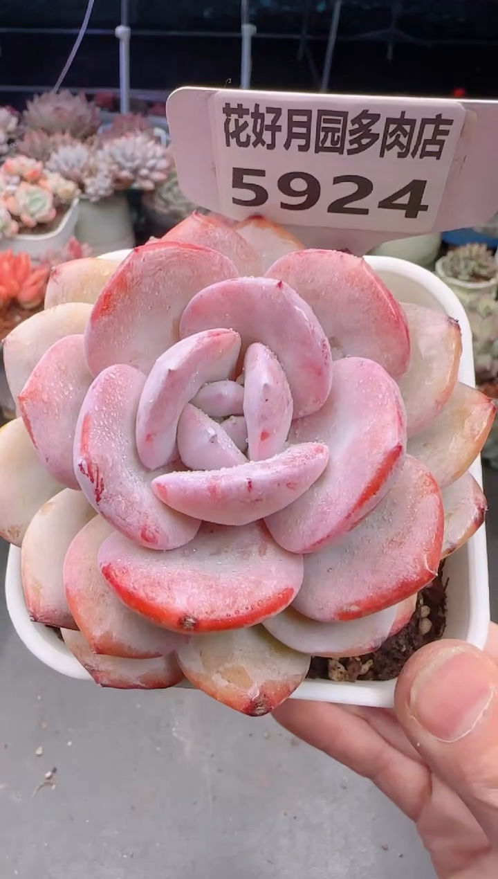 【闪购商品】5924.