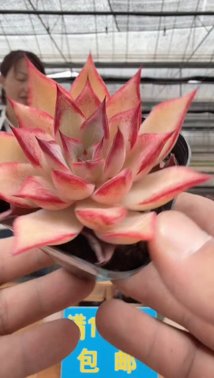 东云多肉园二店-373