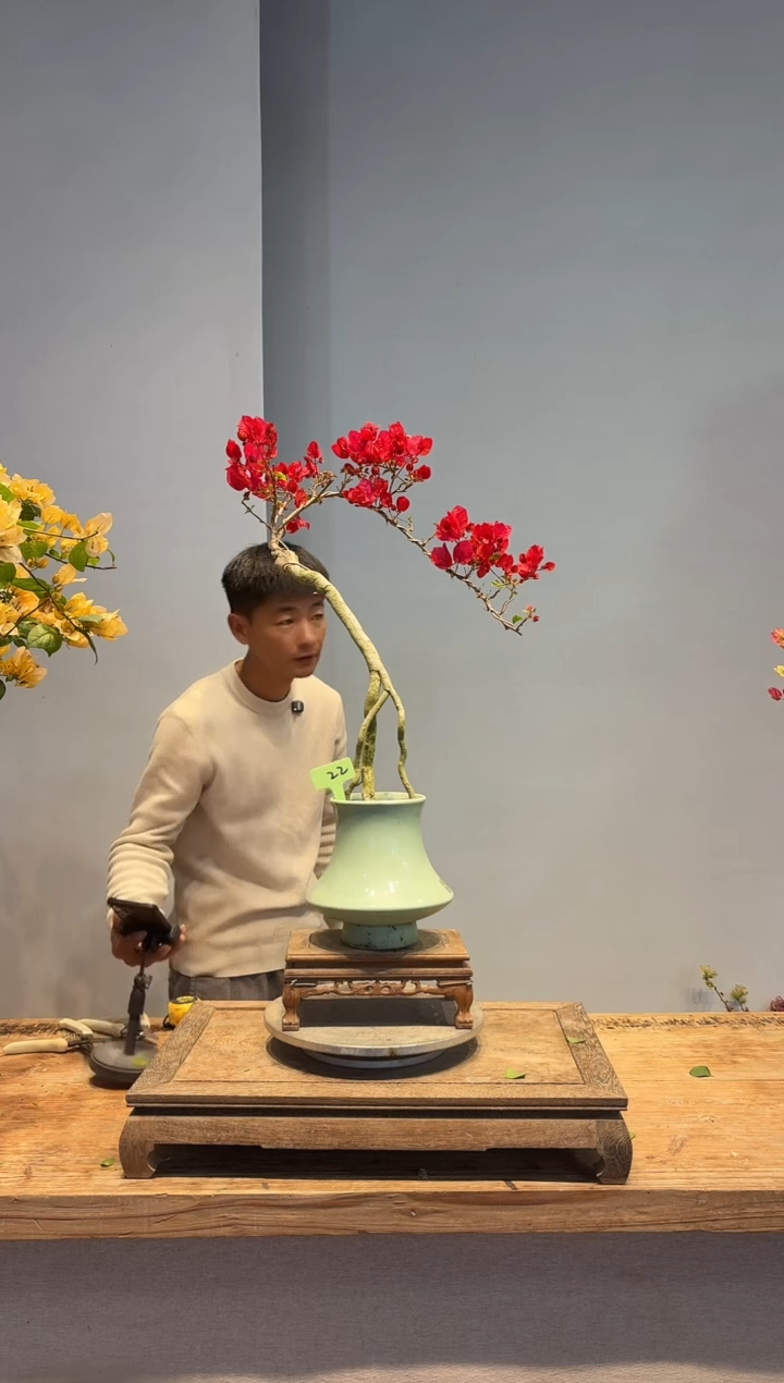 以实际为准芸**生三角梅22