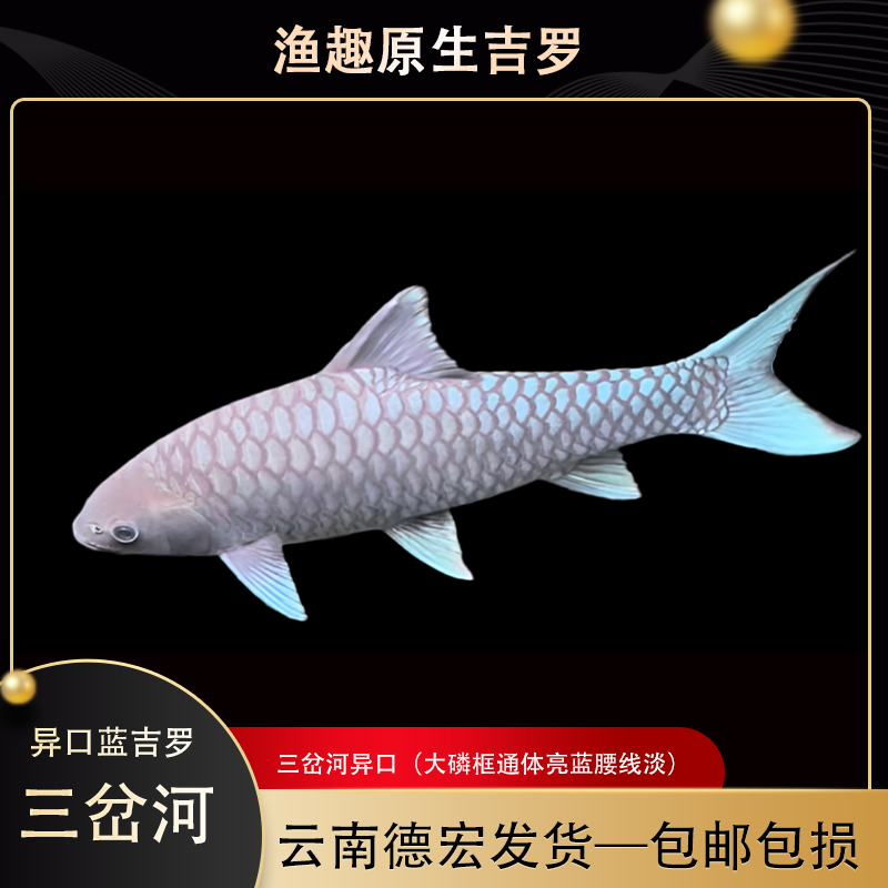 三岔河异口蓝吉罗包 观赏鱼活体 饲养套餐
