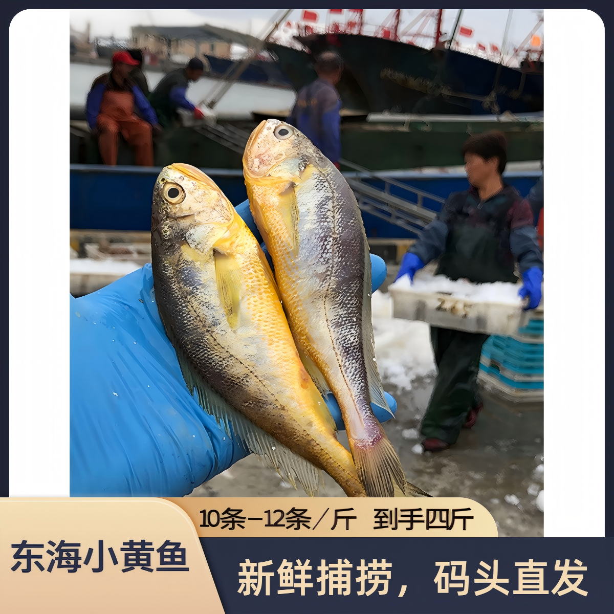 正宗东海野生细鳞小黄鱼 拖网野黄舟山新鲜野生黄花鱼黄鱼 不发白