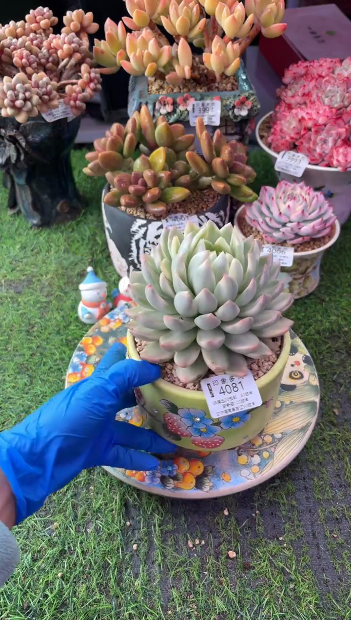 昆明印象多肉4081