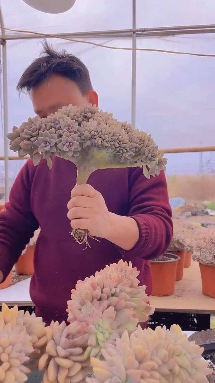 【闪购商品】缀化126