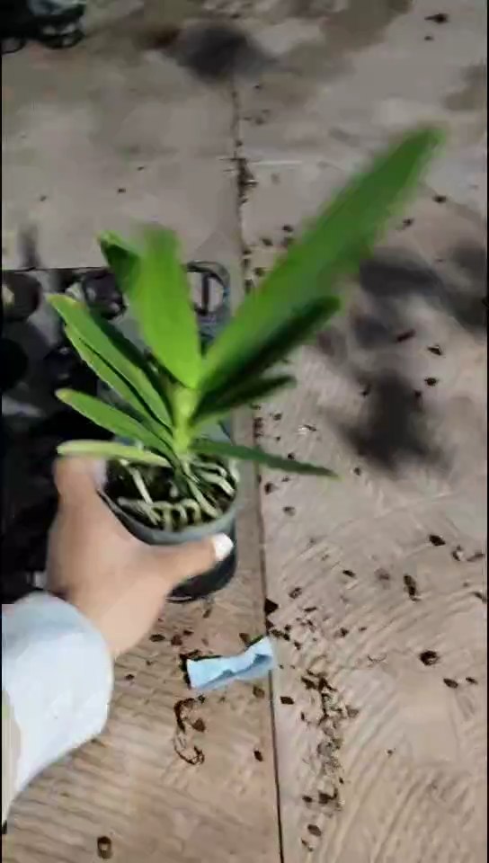 大部分花苞少量开放蓝星福利