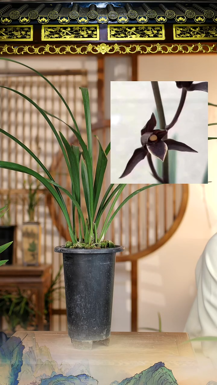 全部花苞墨神4苗带花苞