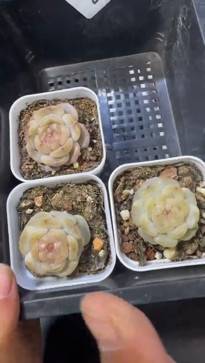 【闪购商品】22号到手1框--江北多肉