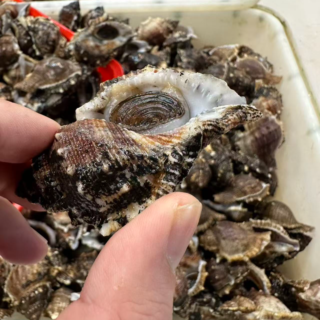 【阿同水产】海蛎螺肉厚鲜嫩