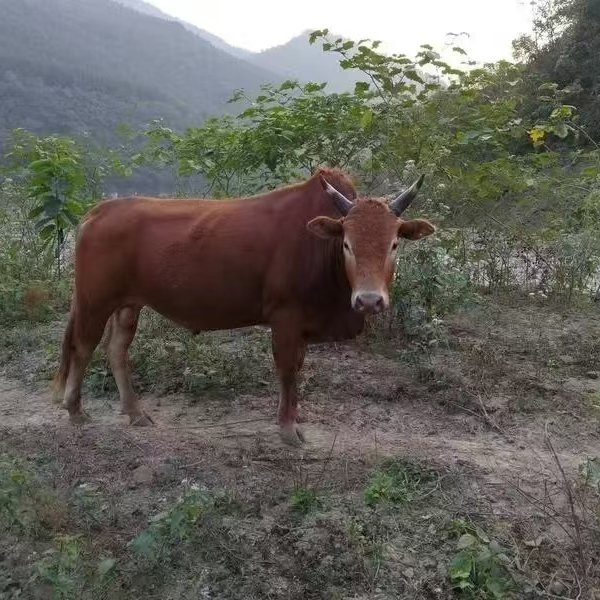（一号改价链接）贵高山黄膘土黄牛