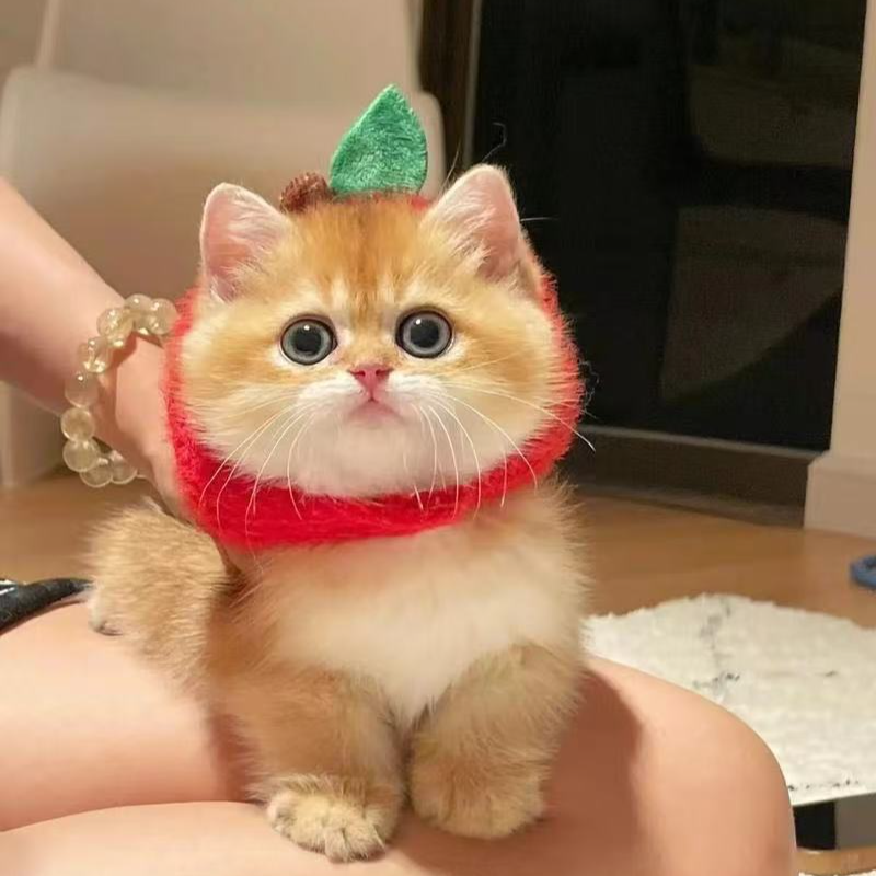 （品全）羽羽蓝金金渐层布偶缅因款式