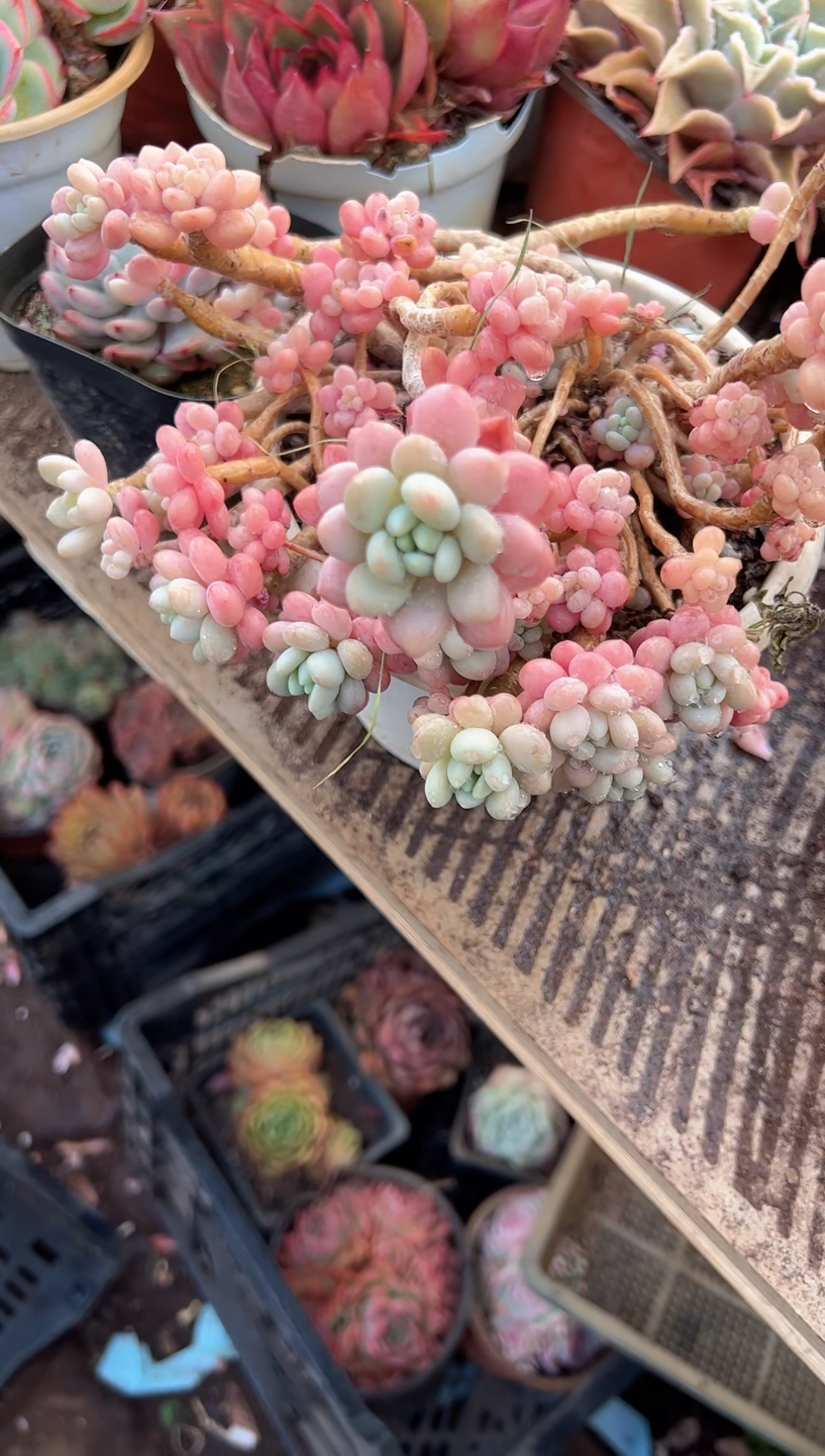 林*光多肉植物一物一拍24364