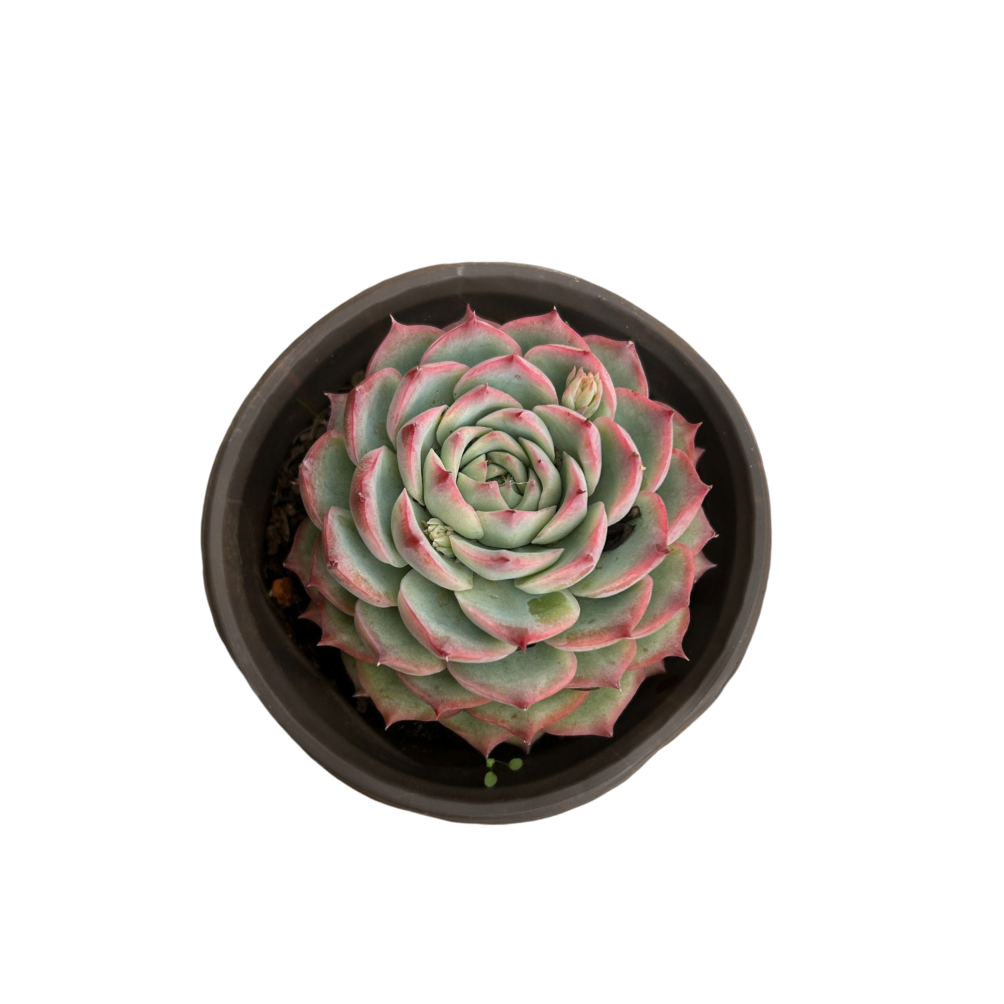  侧影    多肉植物（满18包邮 直播间展示为准）