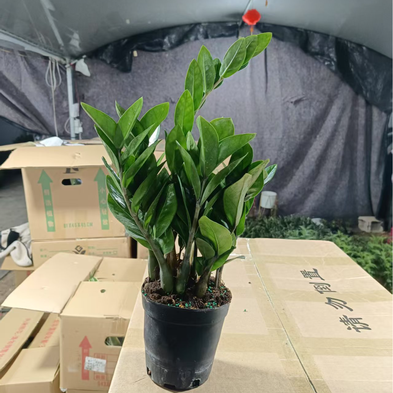 金钱树盆栽植物室内花卉客厅四季常青