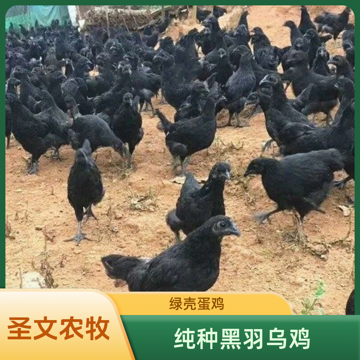 四川散养五黑鸡乌鸡绿壳蛋鸡+四川发货+鸡肉