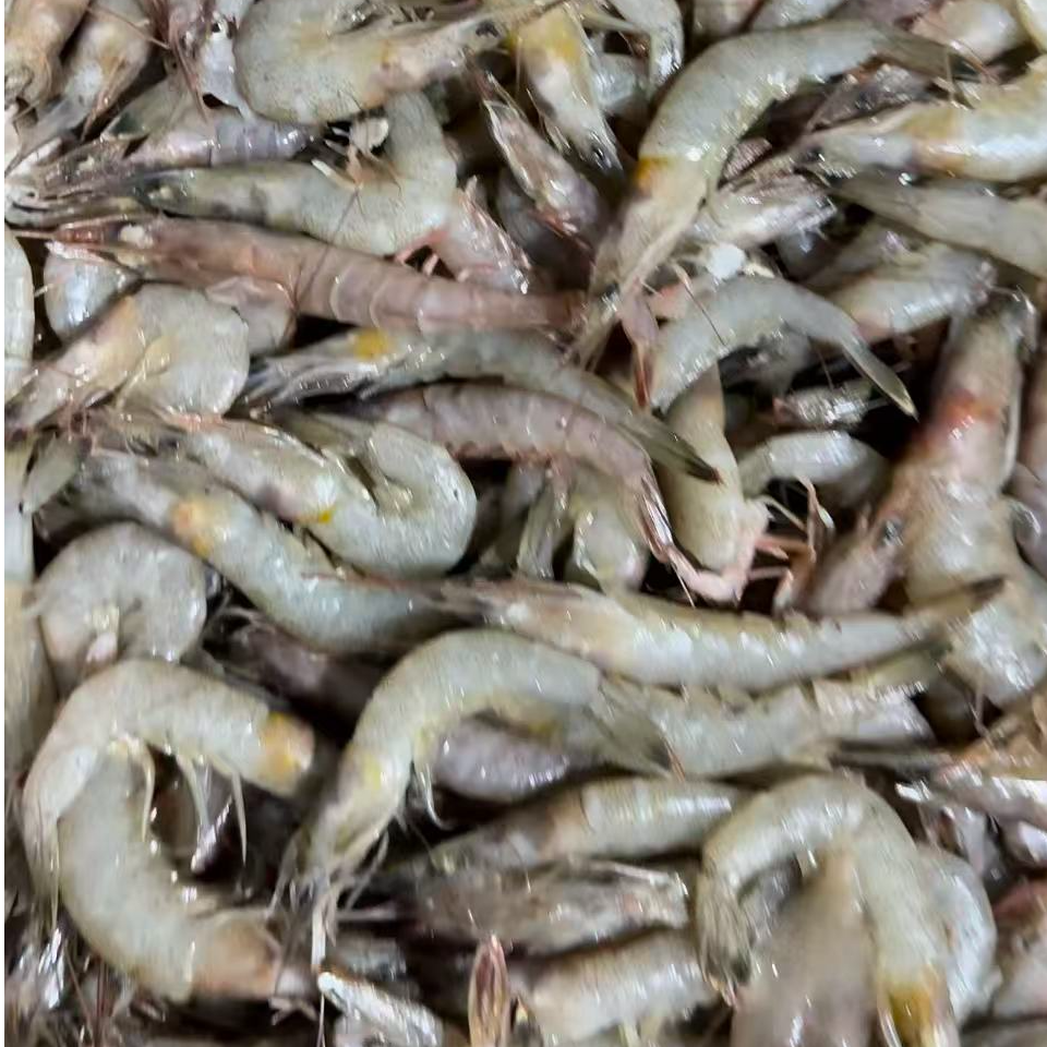 青岛本地野生海捕白虾5斤  大小不一介意勿拍