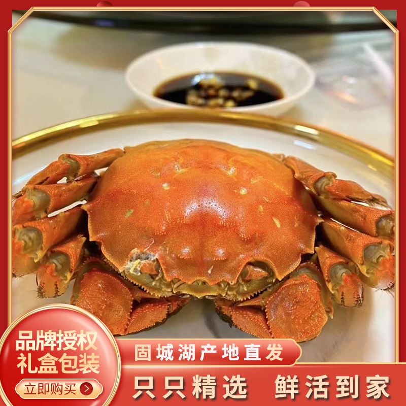【活蟹全母蟹】固城湖大闸蟹全母2.5两4两8只10只礼盒顺丰包邮