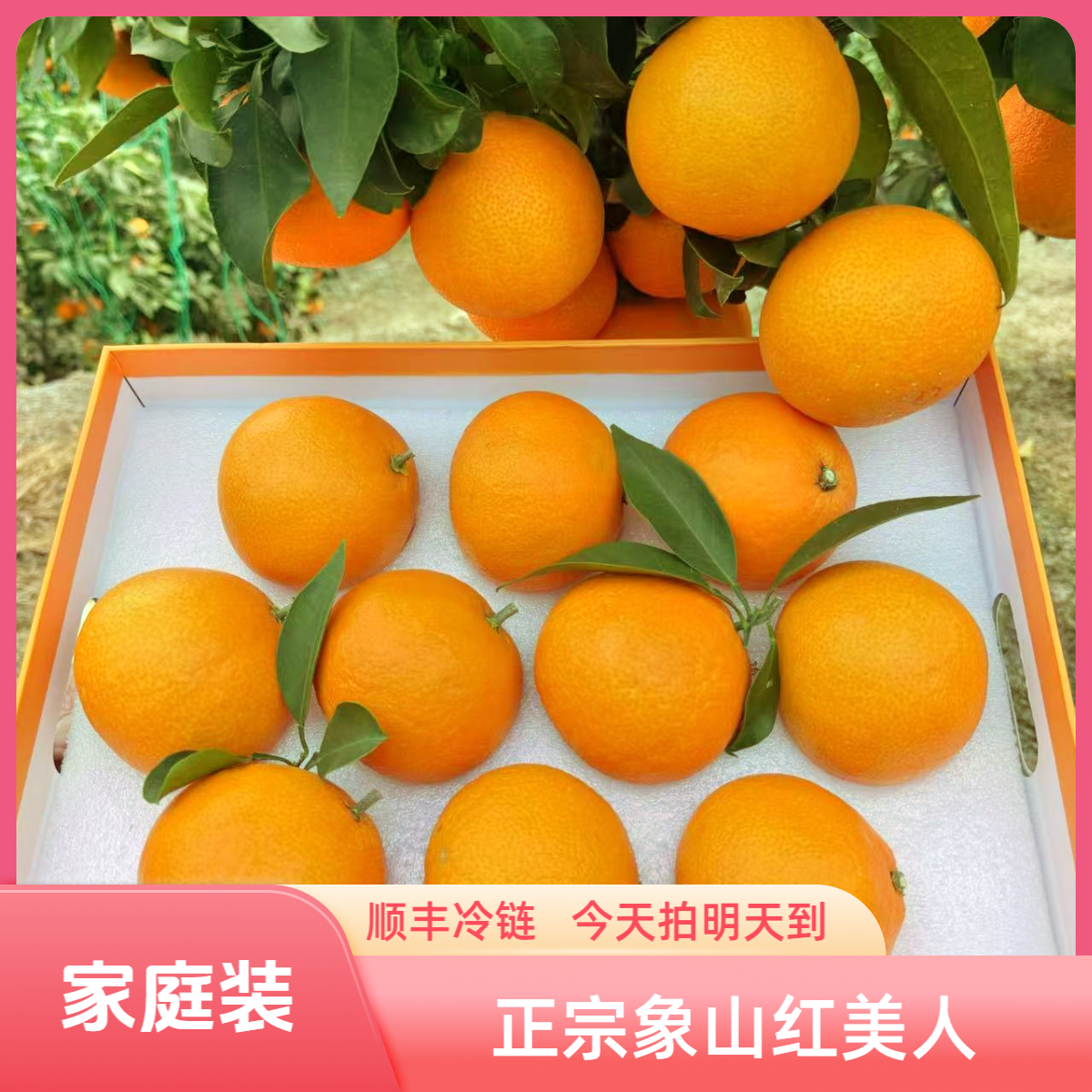 【顺丰京东冷链次日达】家庭装精选5A级正宗象山红美人柑橘橘子橘子橙子浙江省
