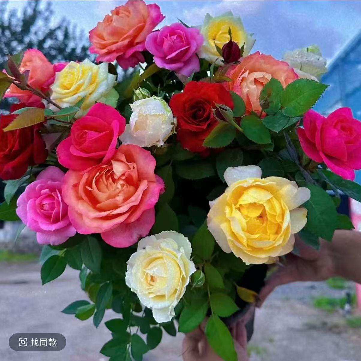 【多色】1加仑盆月季盆栽 四季开花 阳台庭院盆栽带