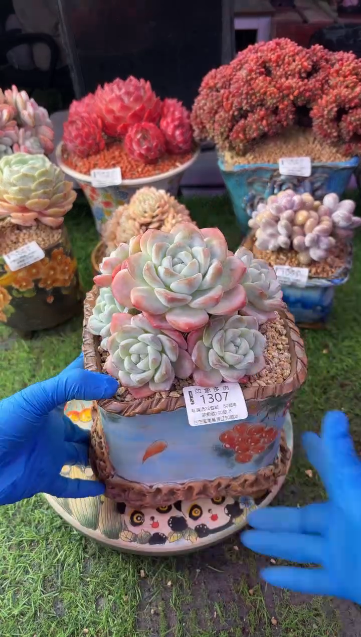 昆明印象多肉1307