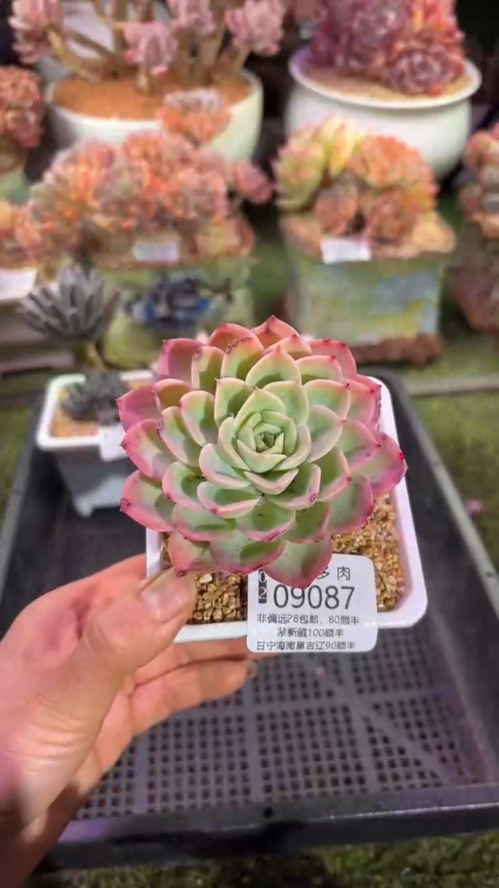 【闪购商品】09087
