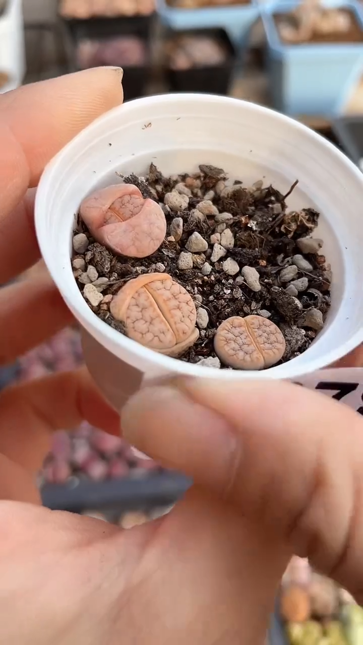 【闪购商品】1978直播一物一拍