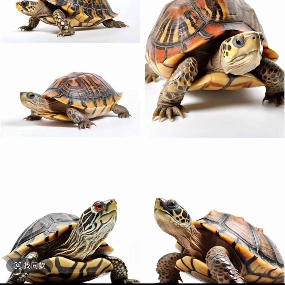 宠苑宠物活体通用链接