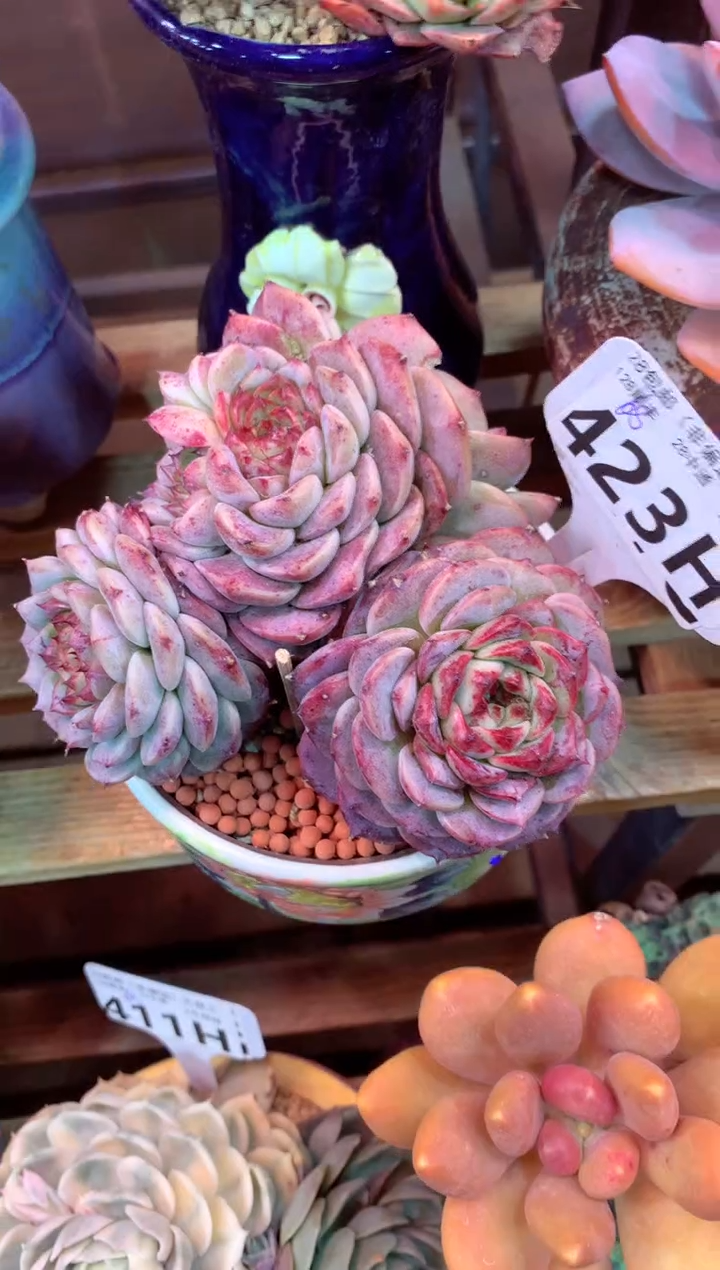 423H（一物一拍，精品多肉，w所见即所得 ）