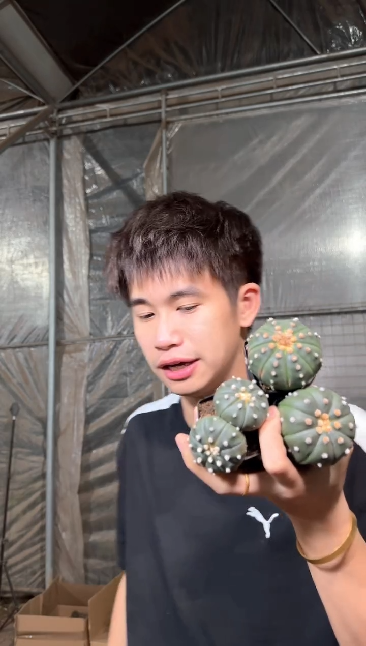 3颗 实生根 星兜 品种不指定