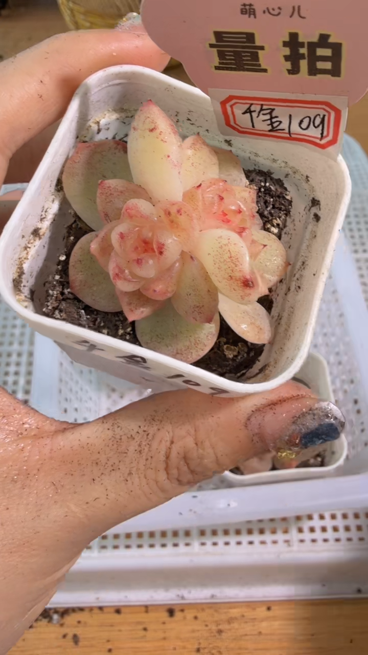 千金109 五方一盆 单双混 量拍混发