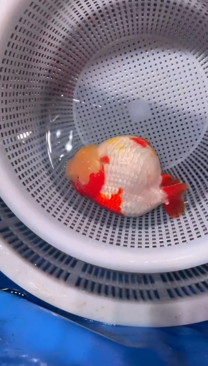 狮头鱼红白兰寿，两条包邮，一条加拍包装费，未拍到付