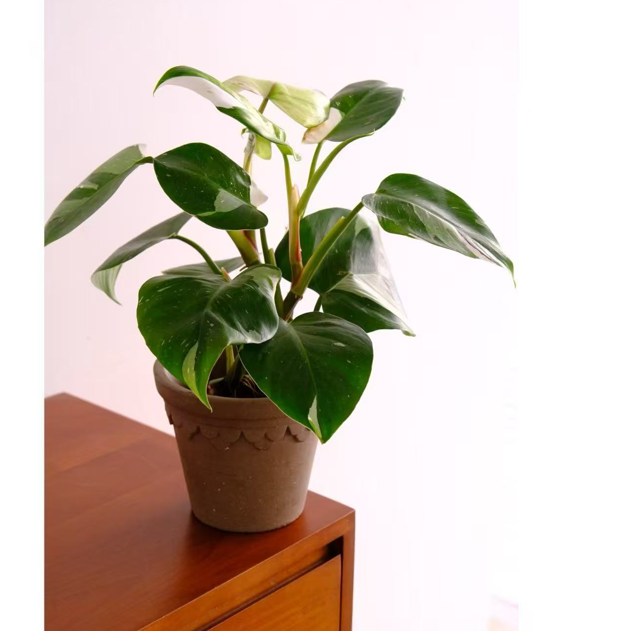 花都优选  白骑士