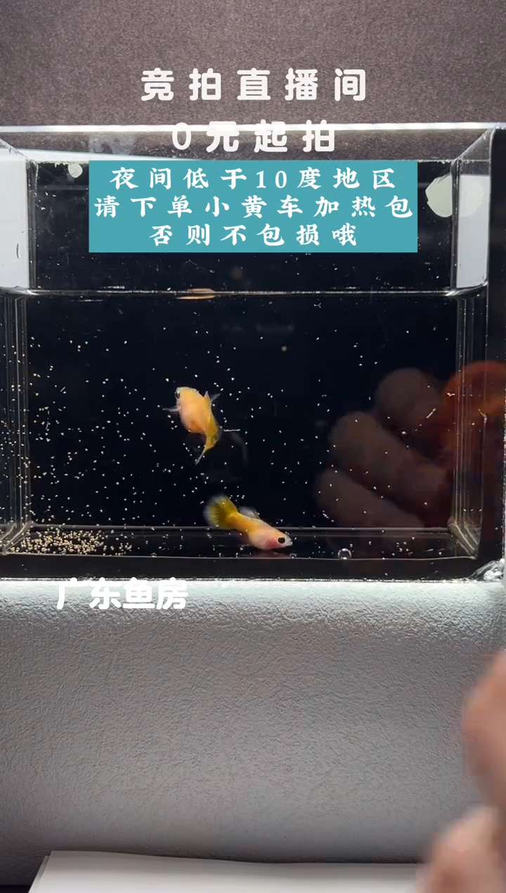 孔雀鱼黄金玻璃猫一对编号62