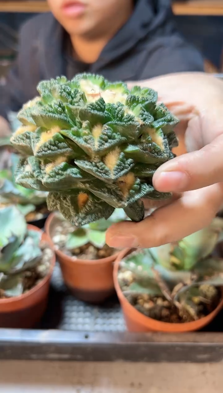 【闪购商品】12号苗接无根辛盾牡丹8.8公分