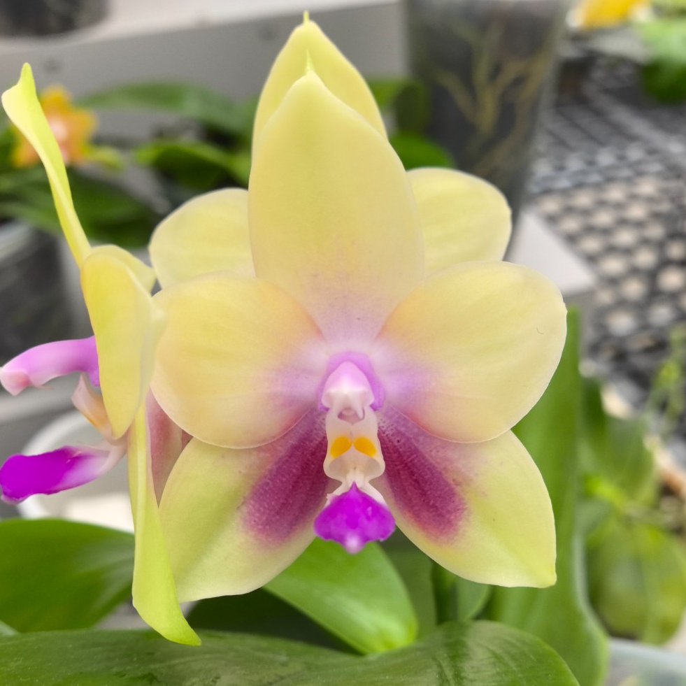 原生种蝴蝶兰【BKH2227】好养赏花闻香室内盆栽绿植