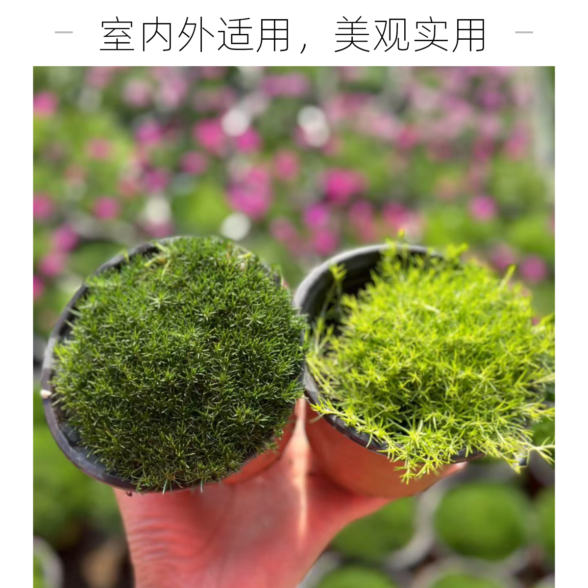 爱尔兰珍珠草盆栽草坪多年生苔藓植物景观绿化铺面四季常绿耐寒