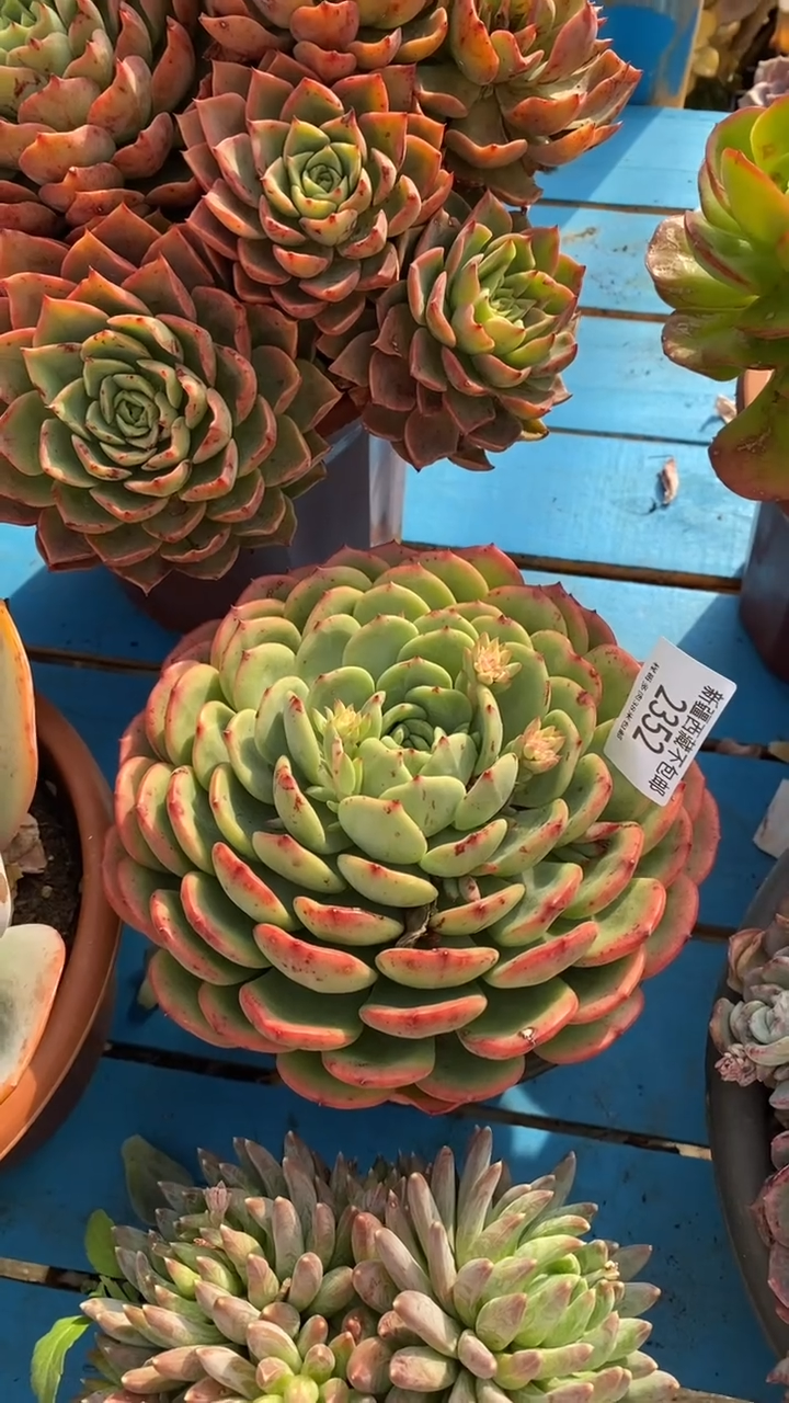 【闪购商品】2352十里桃花