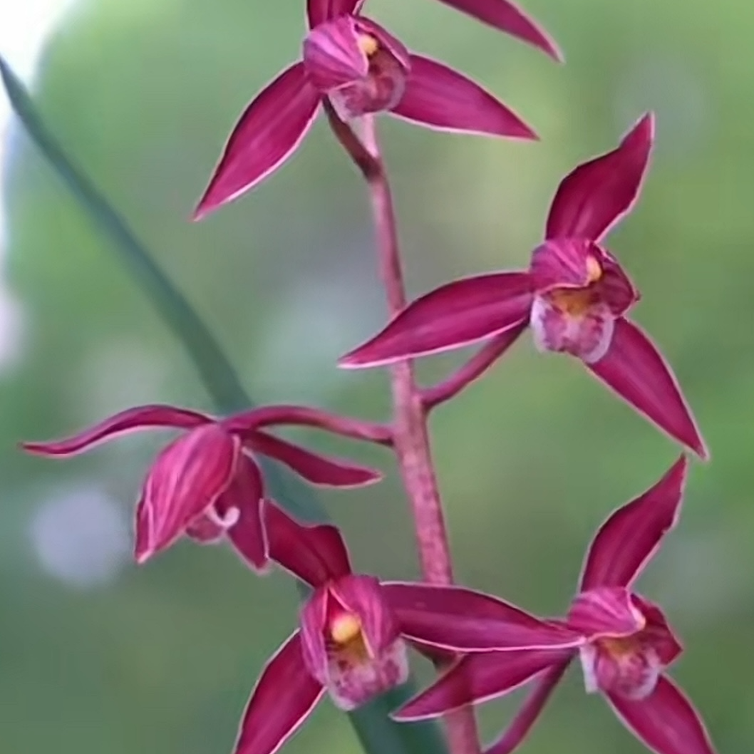 古北壹号优选【四季红颜】建兰新品带花苞四季开花浓香型 兰花直播