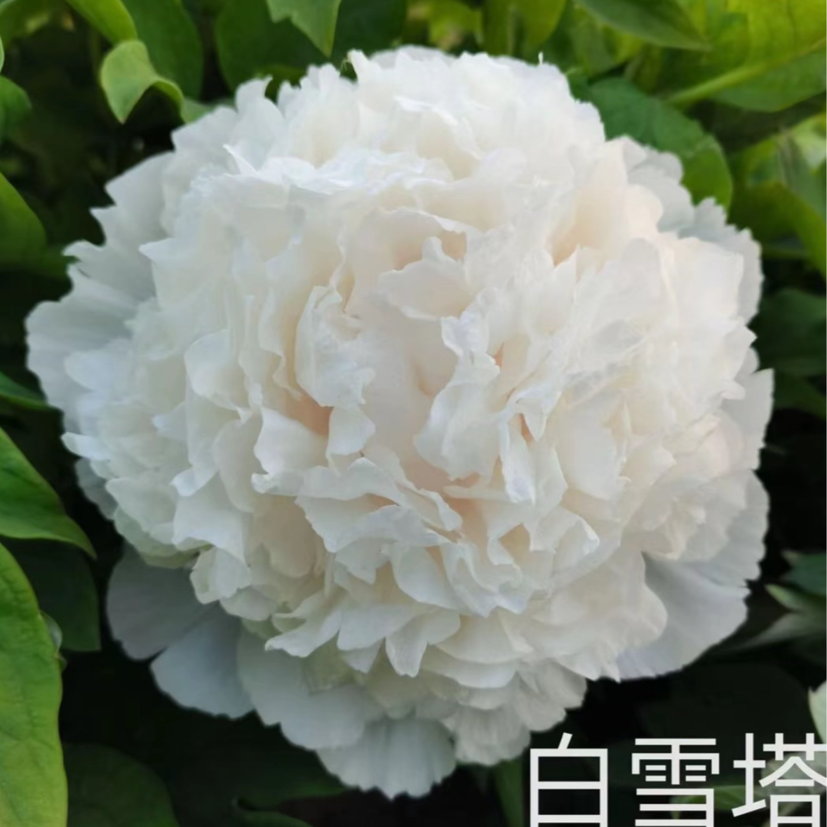 [白雪塔] 牡丹丛生苗 庭院盆栽地栽