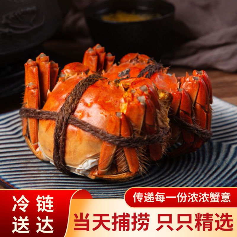 【江苏精品大闸蟹】母蟹2.5两礼盒装活蟹现发冷链包邮 6只送2只到手