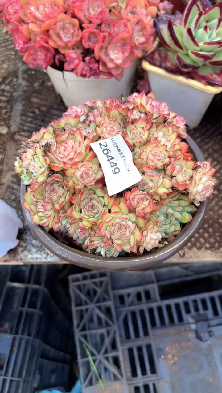 兜****糖多肉植物一物一拍26449