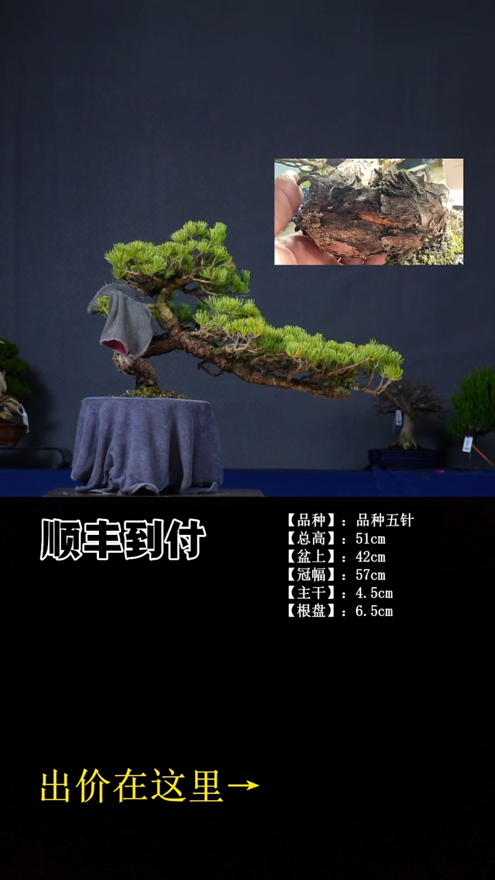 无花朵品种五针 不包邮