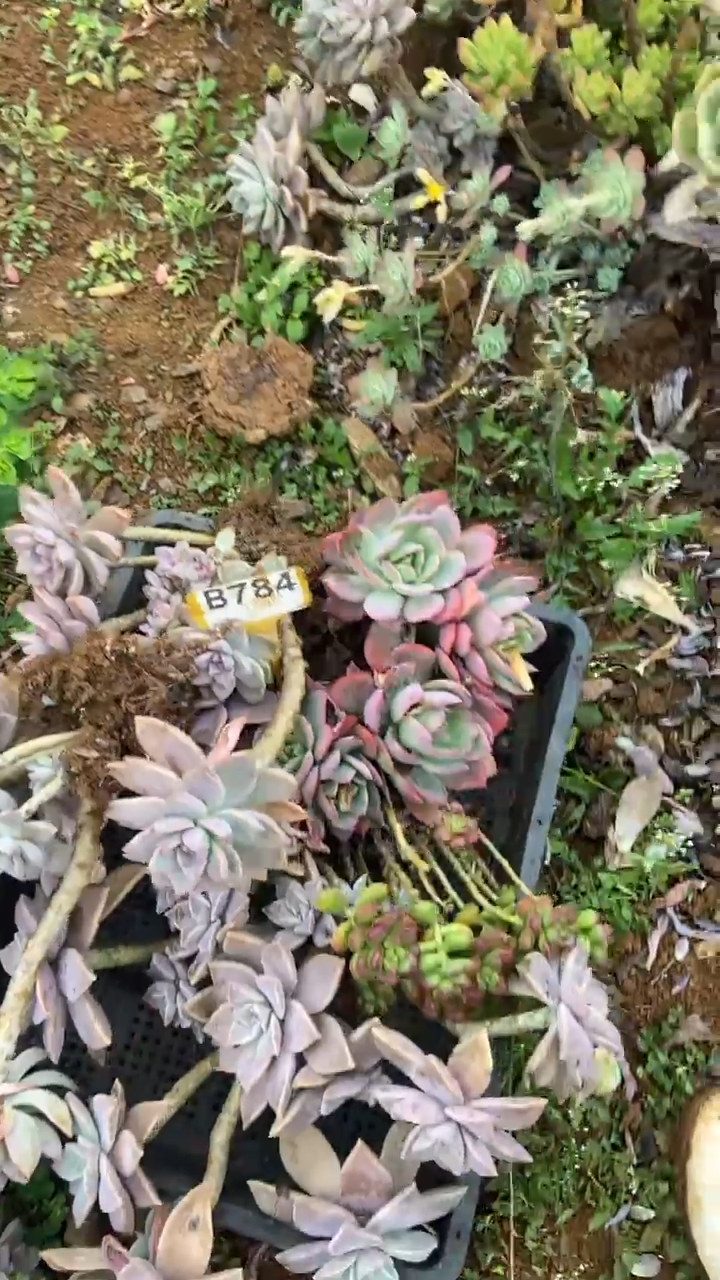 【闪购商品】B784清风花木兰多肉组合