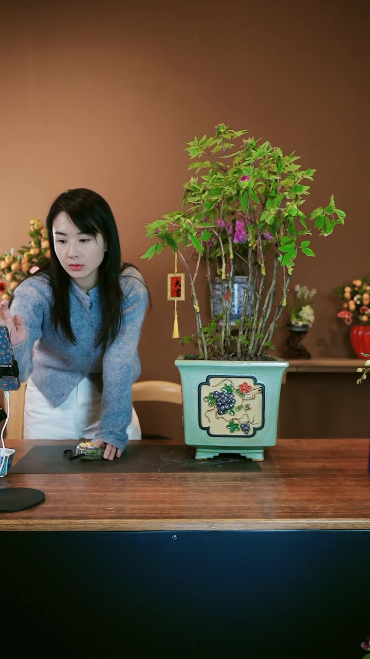 【闪购商品】盆景洛阳牡丹