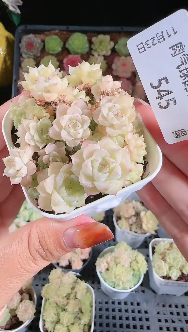 1123-545群生不包整