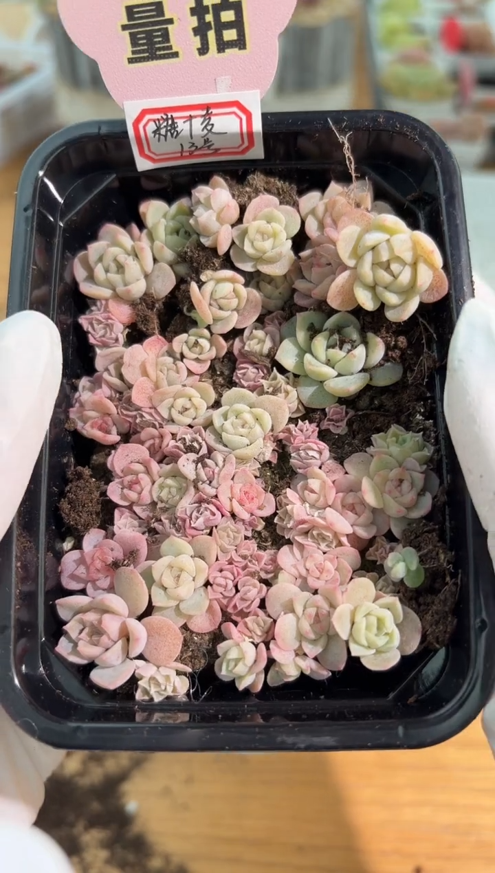 13号切糕1盒 量拍多肉植物