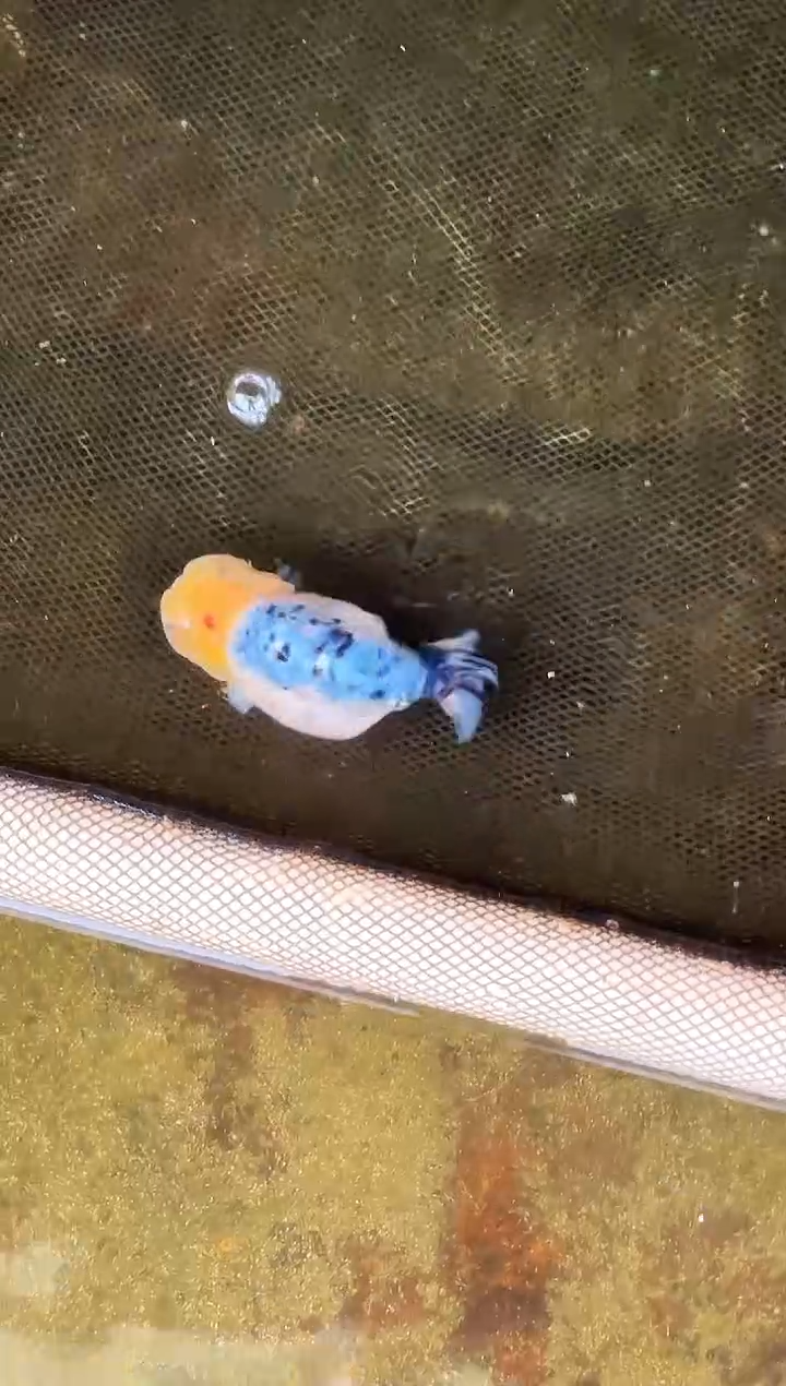 金鱼M****o水娃娃渔场兰寿观赏鱼 不包邮