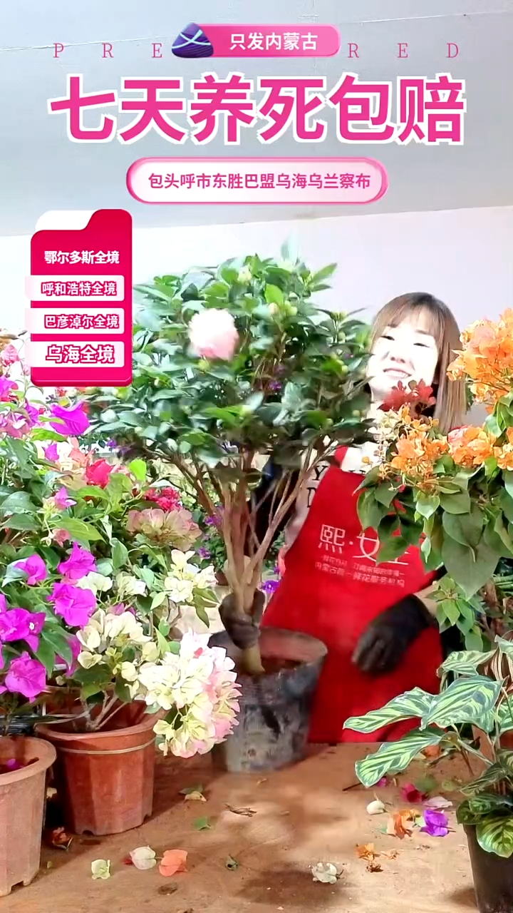 完全开放香妃带香味茶花