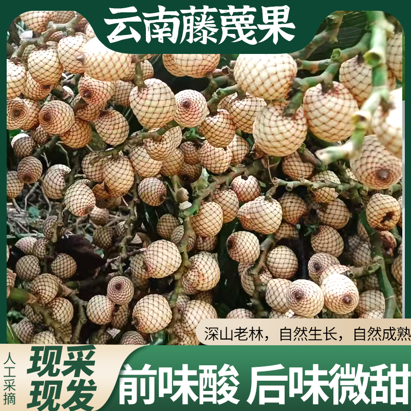【藤蔑果】云南深山特产蛇皮果丝袜果新鲜水果果核可做成手串酸口果
